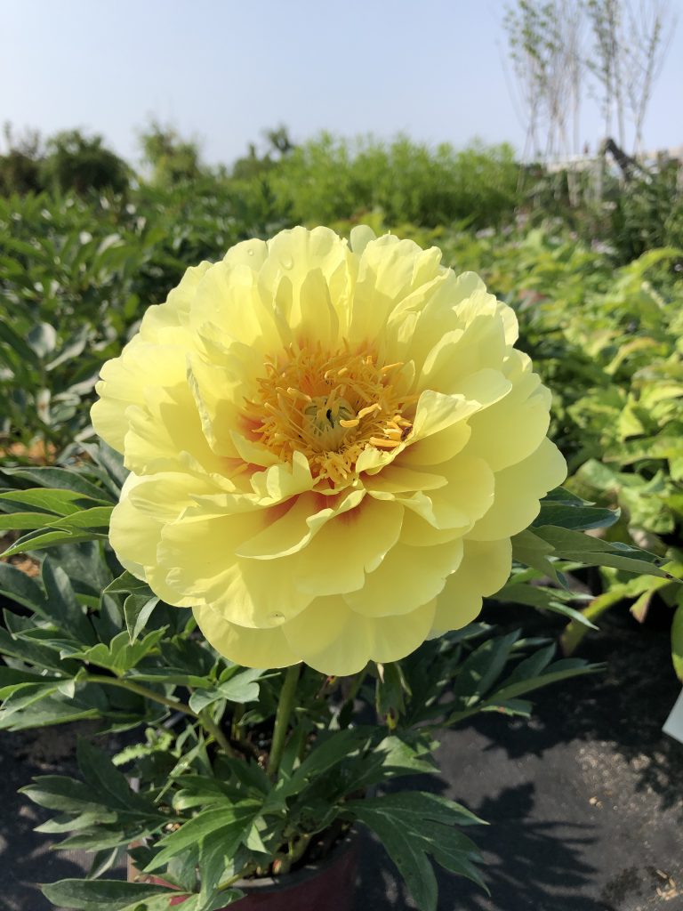 Pivoine Bartzella
