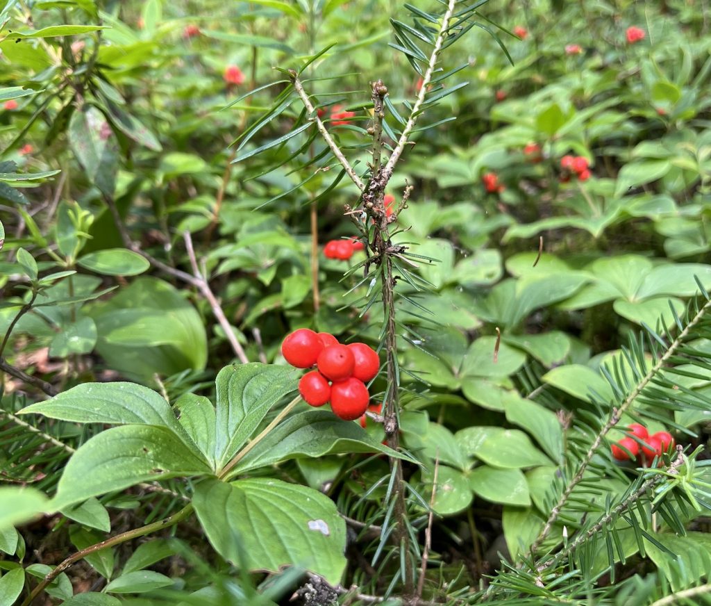 cornouiller du canada