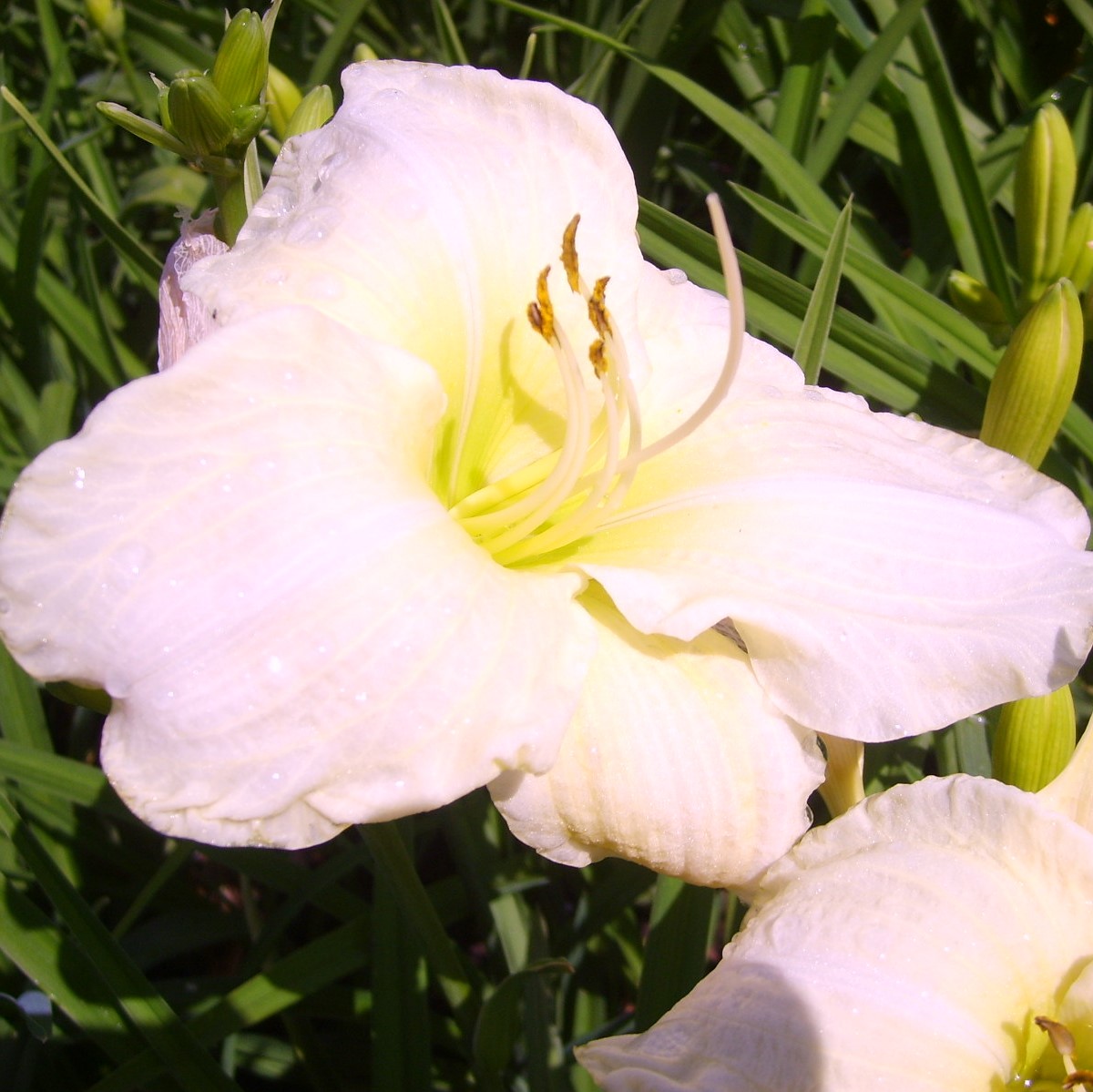 HEMEROCALLIS WHITE TEMPTATION | Sylvestria, pépinière