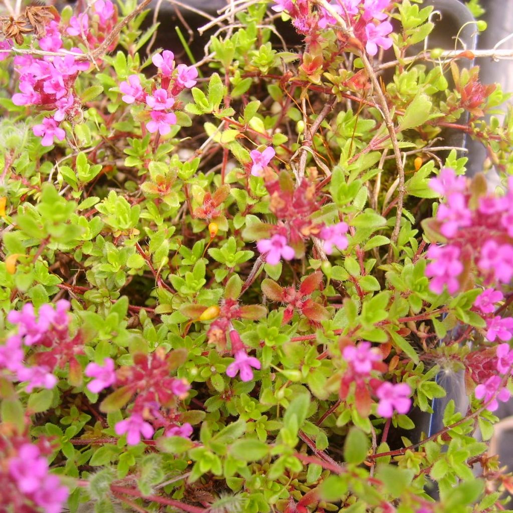 THYMUS SERPYLLUM COCCINEUS Pépinière Boucher