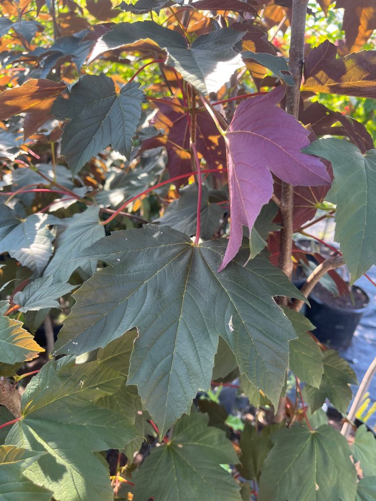 ACER REGAL PETTICOAT
